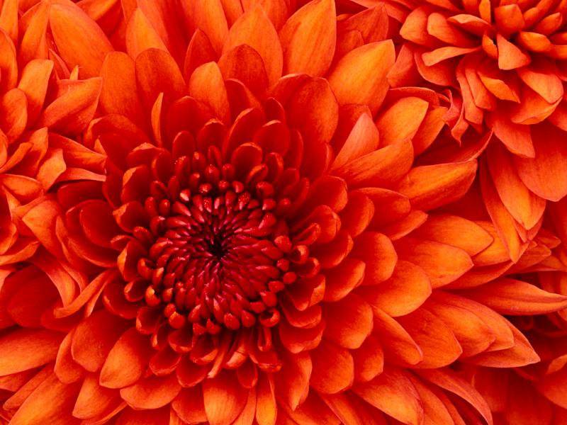 [Thumb - Chrysanthemum.jpg]