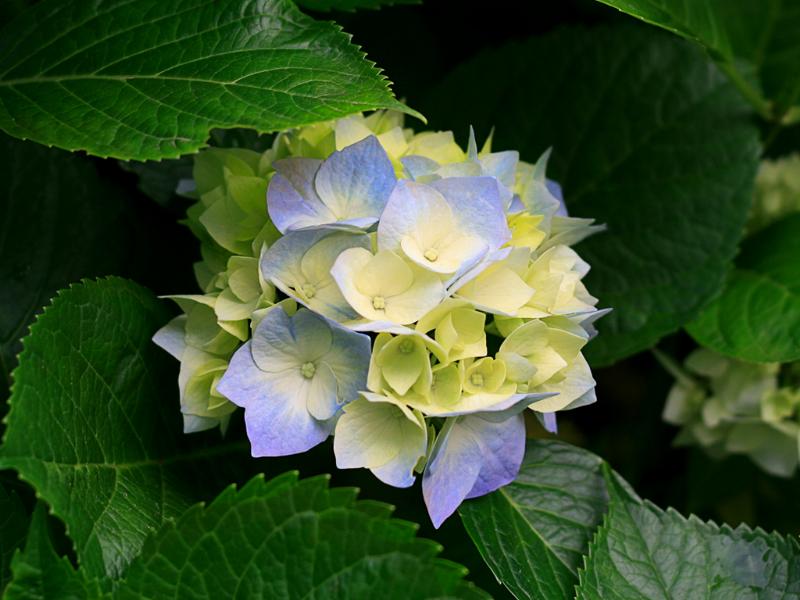 [Thumb - Hydrangeas.jpg]